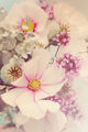 Image Not Available